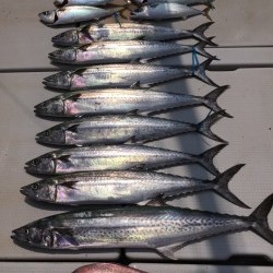 オーシャンキッズ 釣果