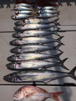 オーシャンキッズ 釣果