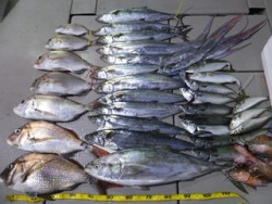 Hit Rush(ヒット ラッシュ） 釣果