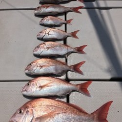 オーシャンキッズ 釣果