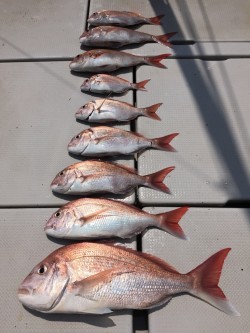 オーシャンキッズ 釣果