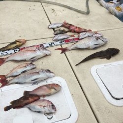 リトルワン 釣果