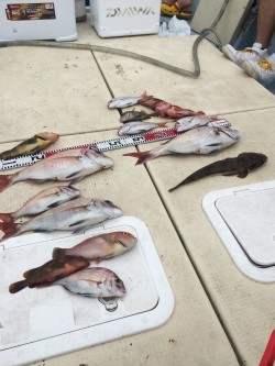 リトルワン 釣果