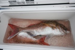 オーシャンズ 釣果