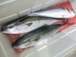 ＢＩＧ－ＯＮＥ 釣果
