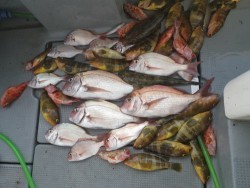 sea boss　シーボス 釣果