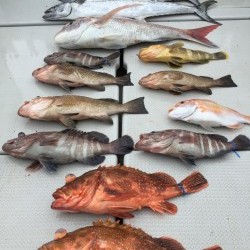 オーシャンキッズ 釣果