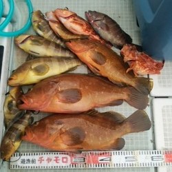 チャモロ 釣果