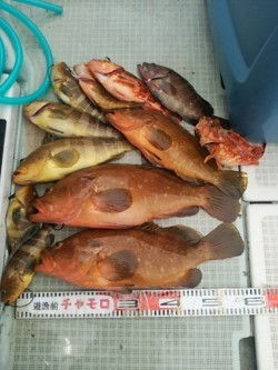 チャモロ 釣果