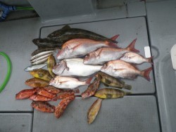 sea boss　シーボス 釣果