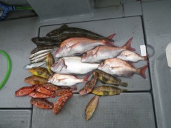 sea boss　シーボス 釣果