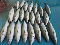 アジアマリンサービス 釣果