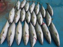 アジアマリンサービス 釣果