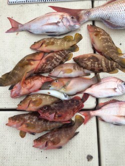 リトルワン 釣果