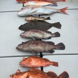 オーシャンキッズ 釣果