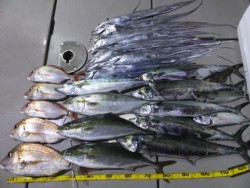 Hit Rush(ヒット ラッシュ） 釣果