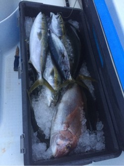 「LaGooN」蒼陽丸 日和号　 釣果