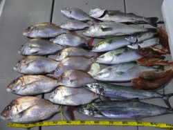 Hit Rush(ヒット ラッシュ） 釣果…