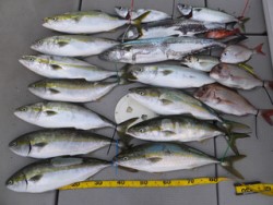 Hit Rush(ヒット ラッシュ） 釣果…