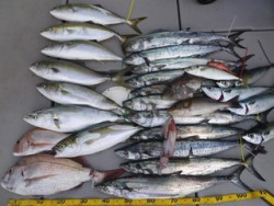 Hit Rush(ヒット ラッシュ） 釣果