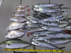 Hit Rush(ヒット ラッシュ） 釣果…