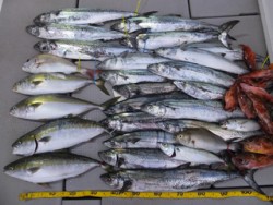 Hit Rush(ヒット ラッシュ） 釣果…