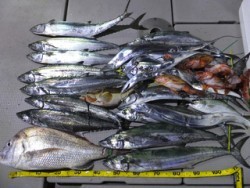 Hit Rush(ヒット ラッシュ） 釣果