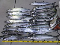 Hit Rush(ヒット ラッシュ） 釣果