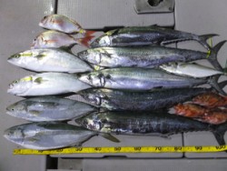 Hit Rush(ヒット ラッシュ） 釣果…