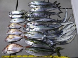 Hit Rush(ヒット ラッシュ） 釣果