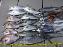 Hit Rush(ヒット ラッシュ） 釣果…