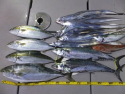 Hit Rush(ヒット ラッシュ） 釣果