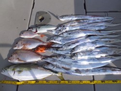 Hit Rush(ヒット ラッシュ） 釣果