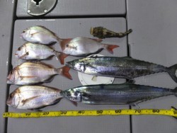 Hit Rush(ヒット ラッシュ） 釣果