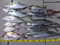 Hit Rush(ヒット ラッシュ） 釣果