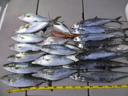 Hit Rush(ヒット ラッシュ） 釣果