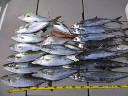 Hit Rush(ヒット ラッシュ） 釣果…