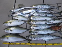 Hit Rush(ヒット ラッシュ） 釣果