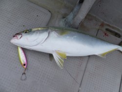 Hit Rush(ヒット ラッシュ） 釣果