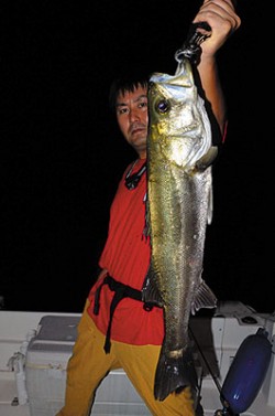 Marine T Design　マリンティ…