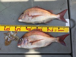 sea boss　シーボス 釣果