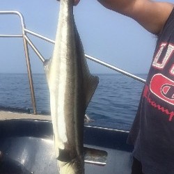 ゲームフィッシング バレントン 釣果