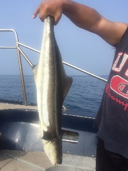 ゲームフィッシング バレントン 釣果