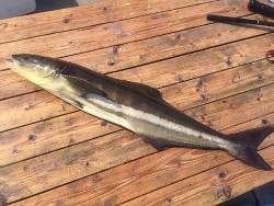 ゲームフィッシング バレントン 釣果