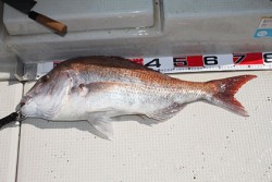 松本釣船２ 釣果