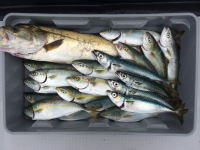 オーシャンマスター 釣果