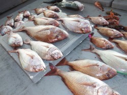 タイラバ船の海豚　ここのところ