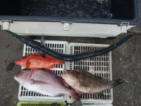 エヌテックマリン 釣果