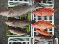 エヌテックマリン 釣果