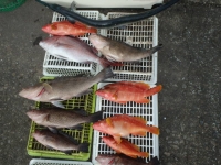 エヌテックマリン 釣果